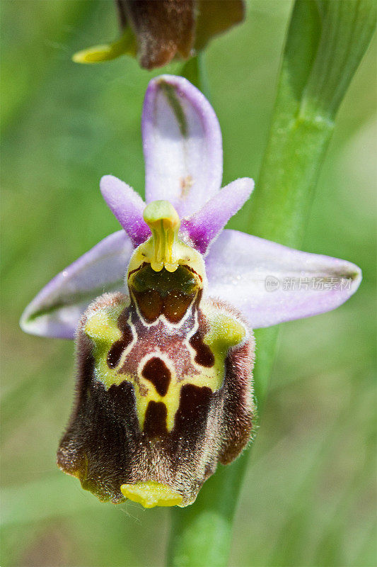 Ophrys Bertolonii